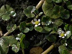 Attēlu rezultāti vaicājumam “Ranunculus elatior leaf”