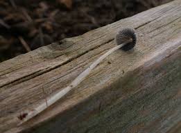 Attēlu rezultāti vaicājumam “Physarum rubiginosum macro”