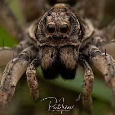 Attēlu rezultāti vaicājumam “Lycosidae”