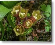 Attēlu rezultāti vaicājumam “Scopolia carniolica flower”