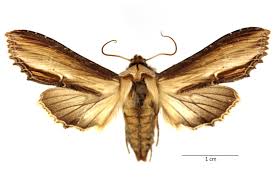 Attēlu rezultāti vaicājumam “Cucullia verbasci larva”