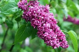 Attēlu rezultāti vaicājumam “Syringa vulgaris flower”
