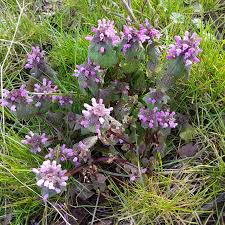 Attēlu rezultāti vaicājumam “Lamium purpureum”