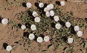 Attēlu rezultāti vaicājumam “Convolvulus arvensis”