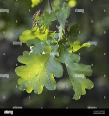 Attēlu rezultāti vaicājumam “Quercus robur male flower”