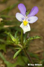 Attēlu rezultāti vaicājumam “Viola tricolor subsp. curtisii flower”
