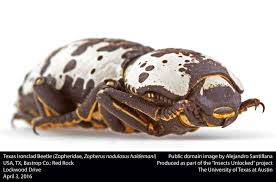 Attēlu rezultāti vaicājumam “Zopheridae”