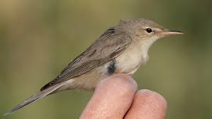 Image result for Hippolais pallida