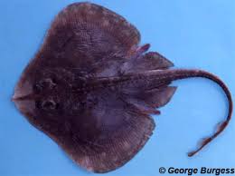 Image result for Leucoraja