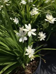 Attēlu rezultāti vaicājumam “Lophozia laxa”