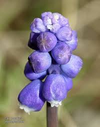 Attēlu rezultāti vaicājumam “Muscari botryoides flower”