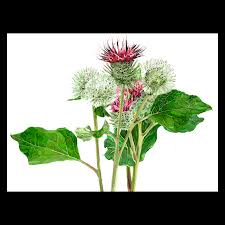 Attēlu rezultāti vaicājumam “Arctium lappa”