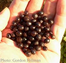 Attēlu rezultāti vaicājumam “Padus avium fruit”