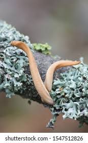 Attēlu rezultāti vaicājumam “Macrotyphula fistulosa”