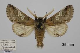 Attēlu rezultāti vaicājumam “Diloba caeruleocephala”