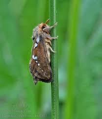 Attēlu rezultāti vaicājumam “Hepialus lupulinus”