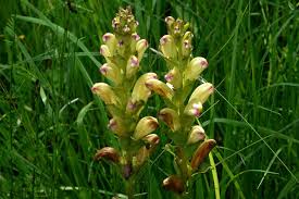 Attēlu rezultāti vaicājumam “Pedicularis sceptrum-carolinum”