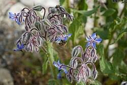 Attēlu rezultāti vaicājumam “Borago officinalis bud”