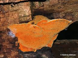 Attēlu rezultāti vaicājumam “Hapalopilus croceus”