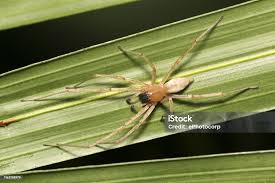 Attēlu rezultāti vaicājumam “Cheiracanthium sp. male”
