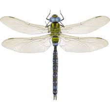 Attēlu rezultāti vaicājumam “Aeshna viridis”