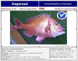 Image result for Chrysoblephus cristiceps