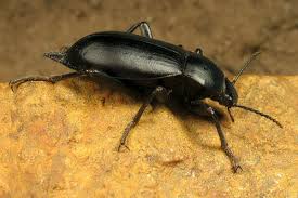 Attēlu rezultāti vaicājumam “Blaps mortisaga”