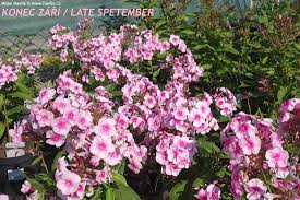 Image result for Phlox paniculata `Sweet Summer`
