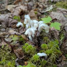 Attēlu rezultāti vaicājumam “Monotropa hypopitys fruit”