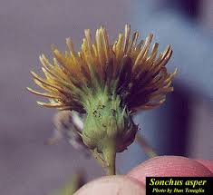 Attēlu rezultāti vaicājumam “Sonchus asper flower”