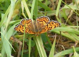 Attēlu rezultāti vaicājumam “Melitaea phoebe underside”