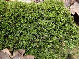 Attēlu rezultāti vaicājumam “Eurhynchium striatum”