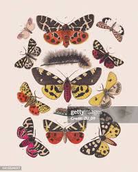 Attēlu rezultāti vaicājumam “Arctia caja larva”