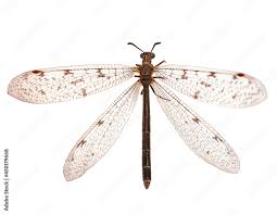 Attēlu rezultāti vaicājumam “Myrmeleontidae”