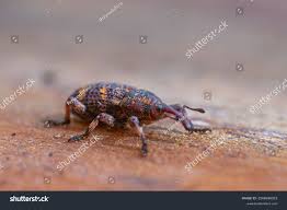 Attēlu rezultāti vaicājumam “Pissodes piniphilus”