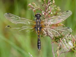Attēlu rezultāti vaicājumam “Leucorrhinia caudalis male”