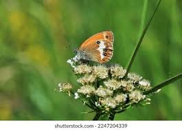 Attēlu rezultāti vaicājumam “Coenonympha arcania”