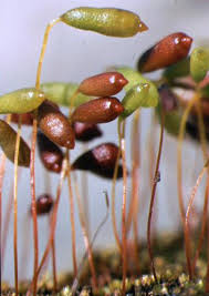 Attēlu rezultāti vaicājumam “Saelania glaucescens sporophyte”
