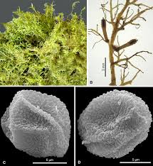 Attēlu rezultāti vaicājumam “Riccardia multifida”