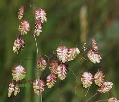 Attēlu rezultāti vaicājumam “Briza media flower”