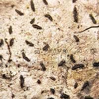 Attēlu rezultāti vaicājumam “Alyxoria varia”