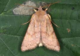 Attēlu rezultāti vaicājumam “Agrochola helvola imago”