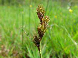 Attēlu rezultāti vaicājumam “Carex leporina”