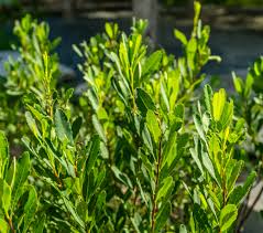 Attēlu rezultāti vaicājumam “Myrica gale leaf”
