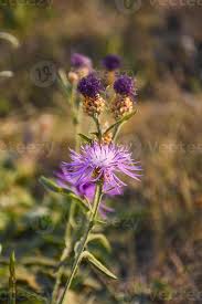 Attēlu rezultāti vaicājumam “Centaurea jacea flower”