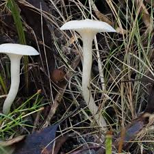 Attēlu rezultāti vaicājumam “Hygrocybe sp.”