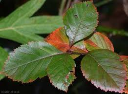 Attēlu rezultāti vaicājumam “Crataegus persimilis leaf”
