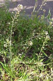 Attēlu rezultāti vaicājumam “Capsella bursa-pastoris flower”