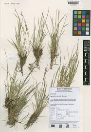 Attēlu rezultāti vaicājumam “Agrostis canina leaf”
