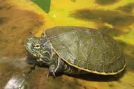 Attēlu rezultāti vaicājumam “Reticularia jurana”